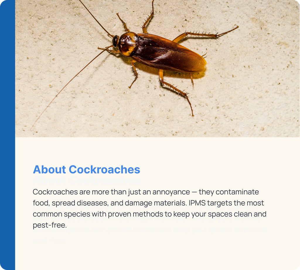 Cockroach Control