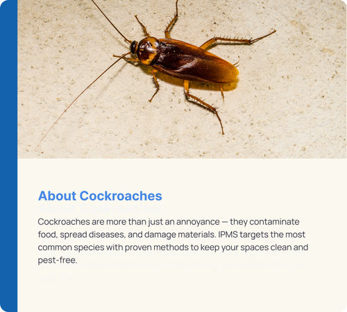 Cockroach Control