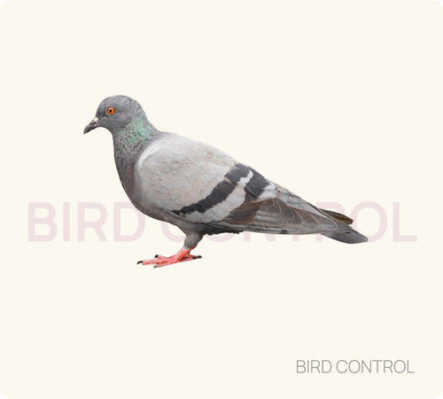 Bird Control