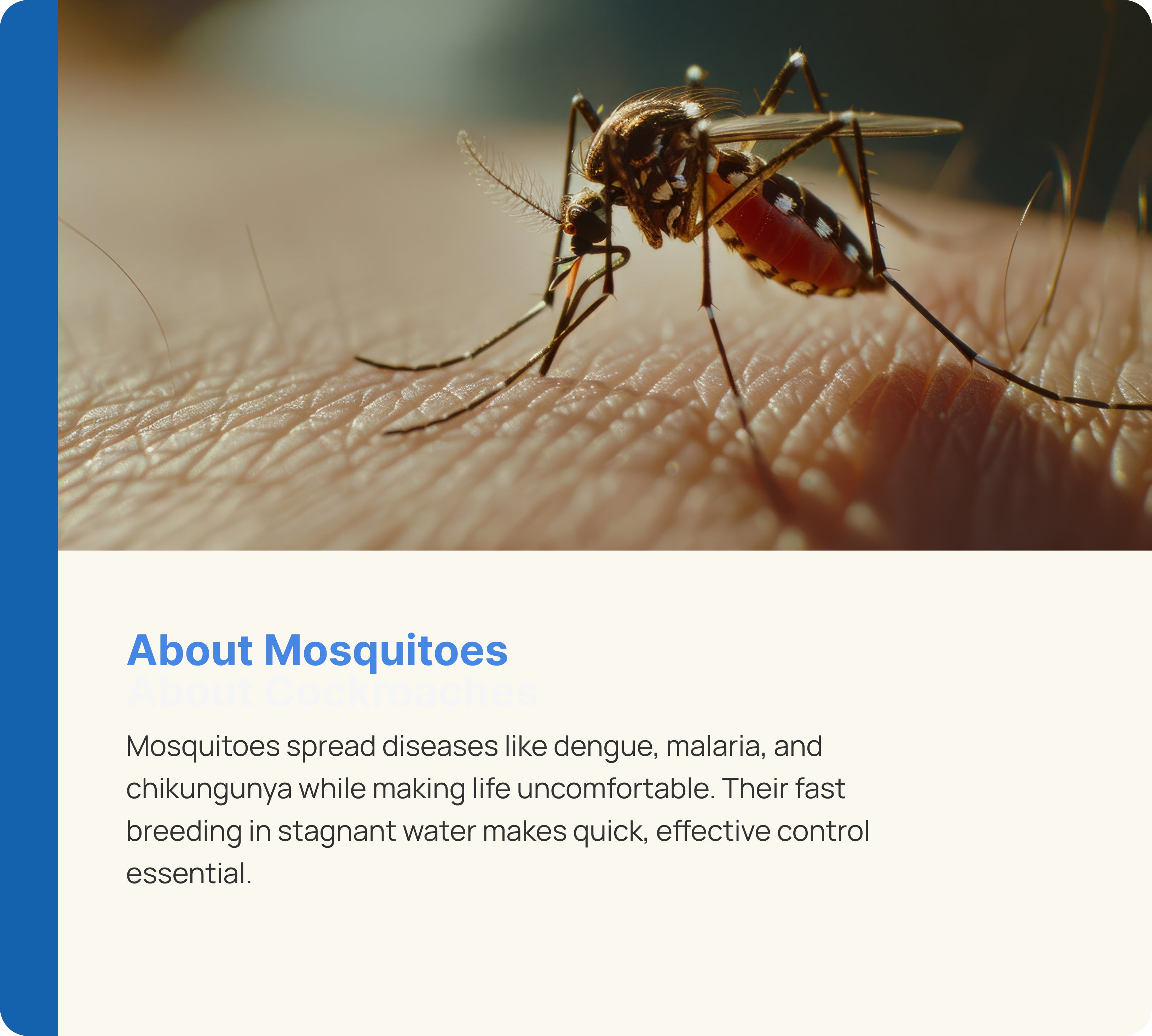 Mosquito Control