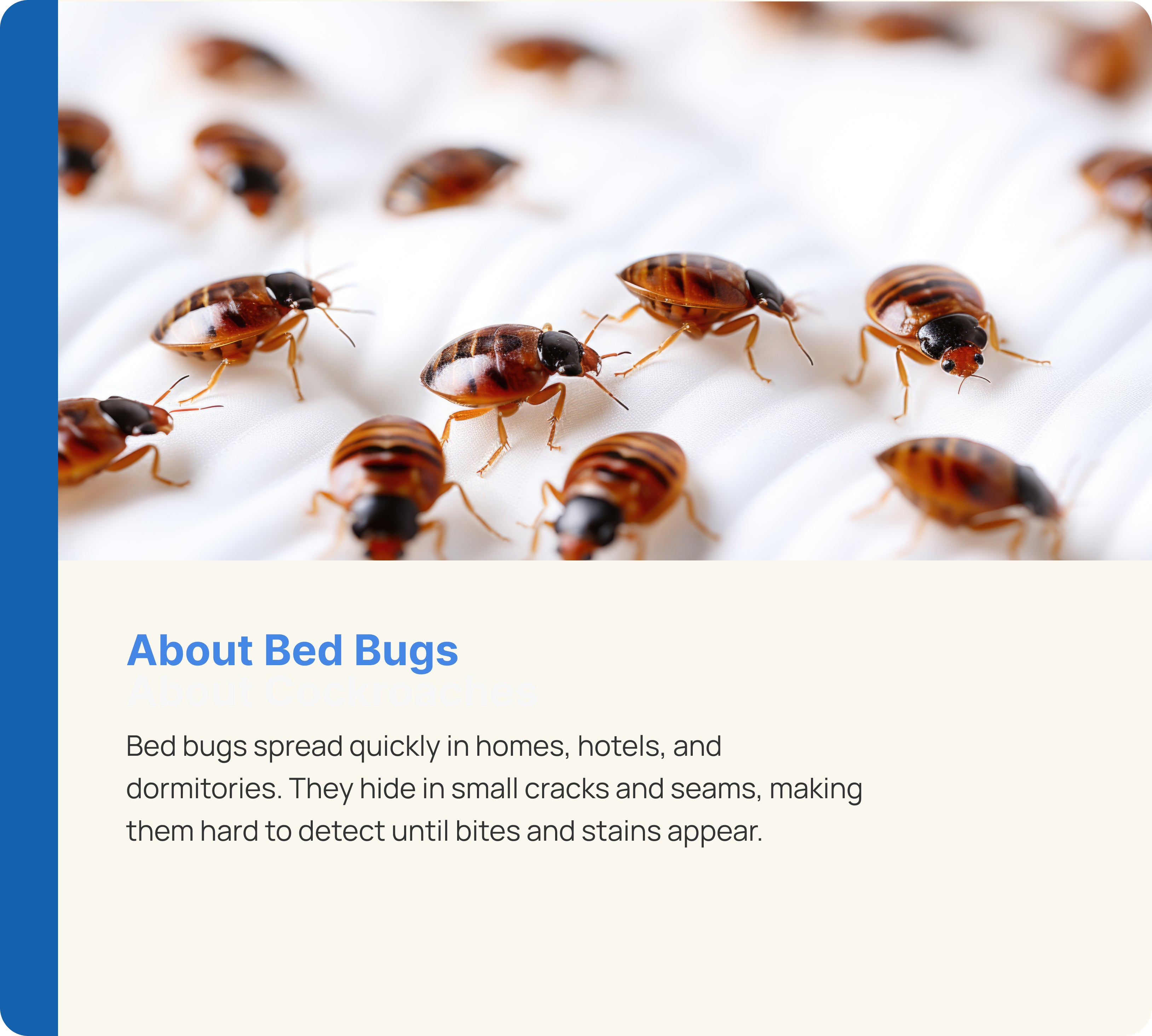 Bed Bug Control