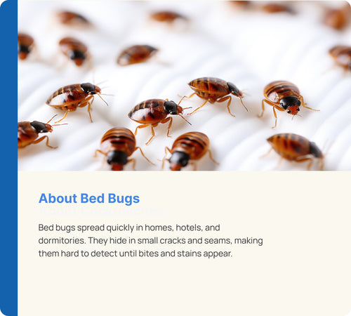 Bed Bug Control
