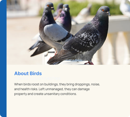 Bird Control