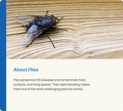 Flies Control