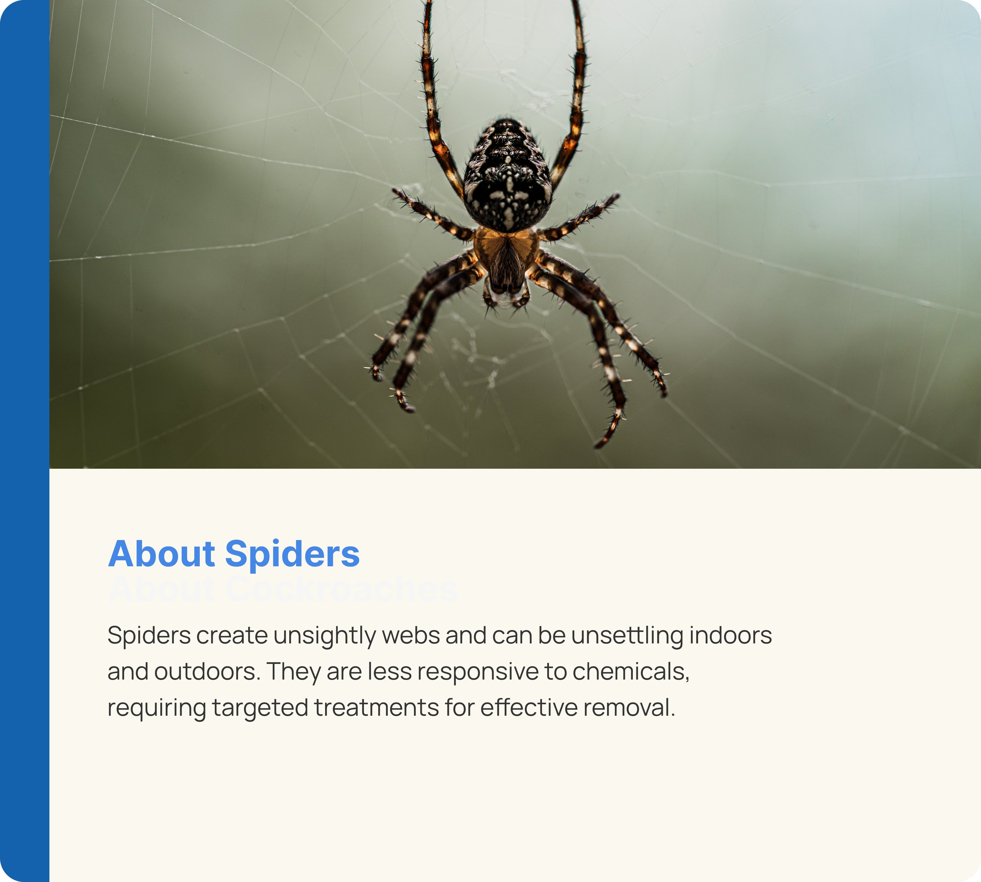 Spider Control