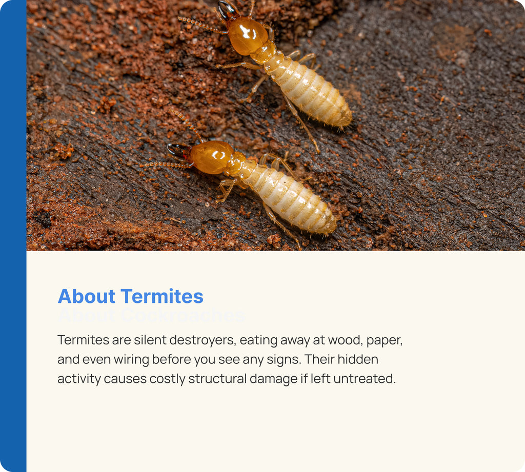Termite Control