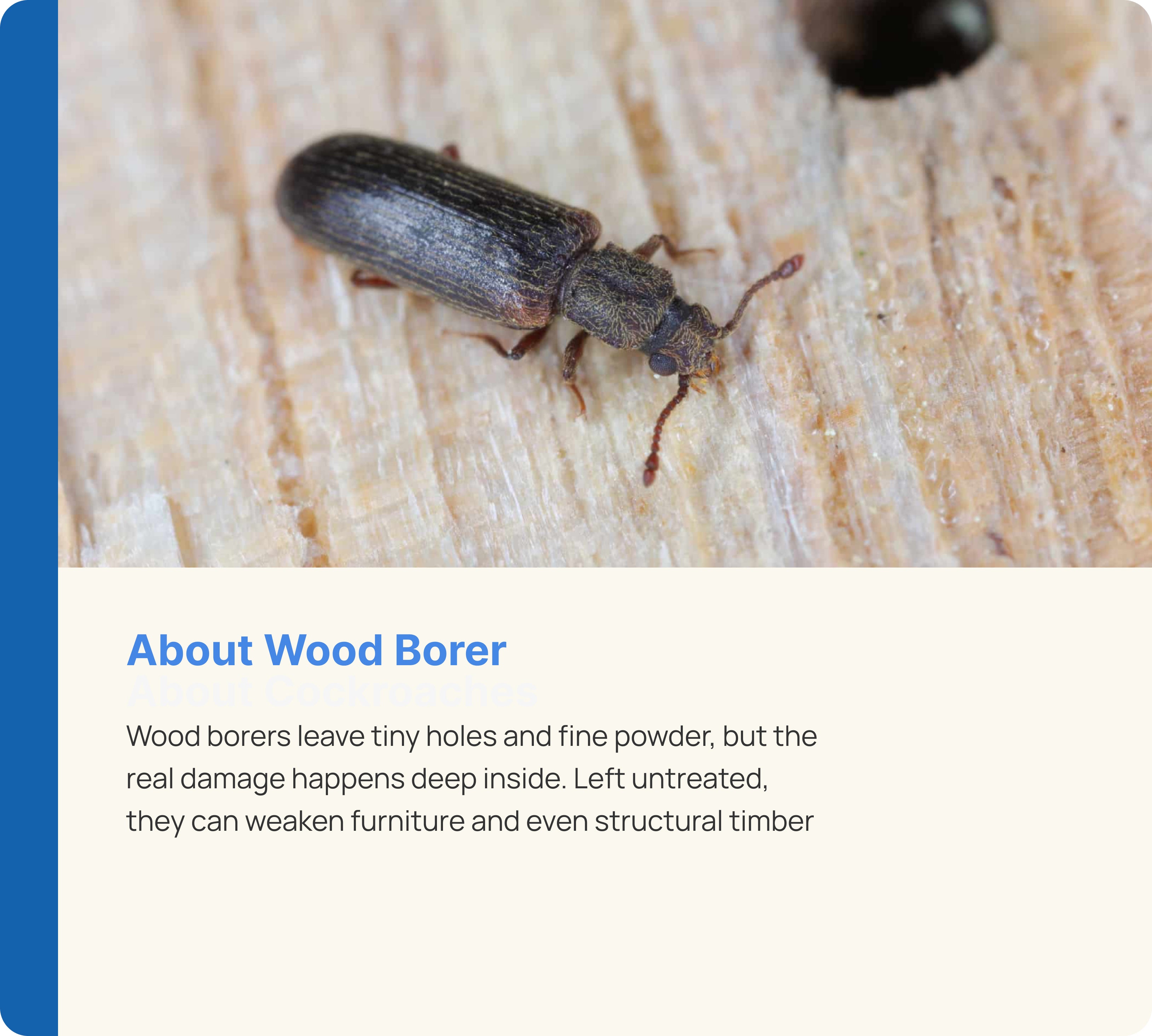 Wood Borer Control