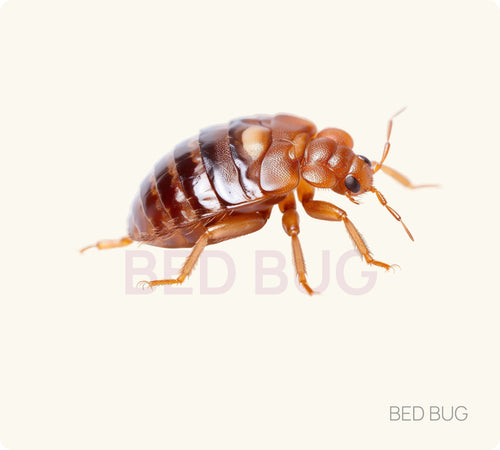 Bed Bug Control