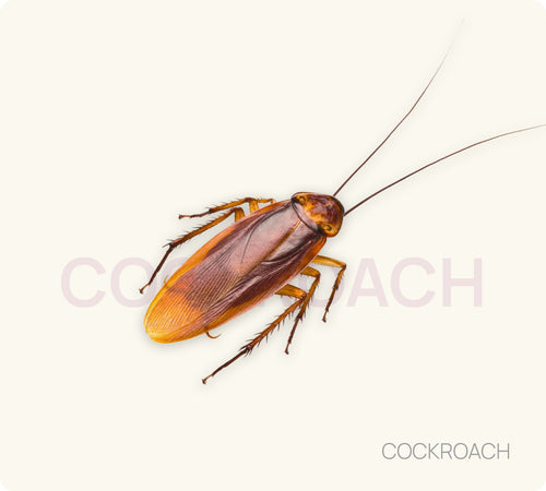 Cockroach Control