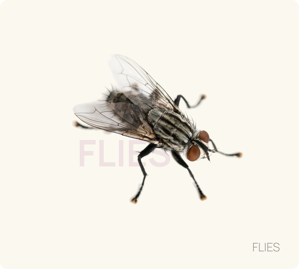 Flies Control