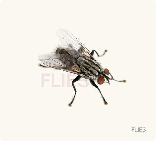 Flies Control
