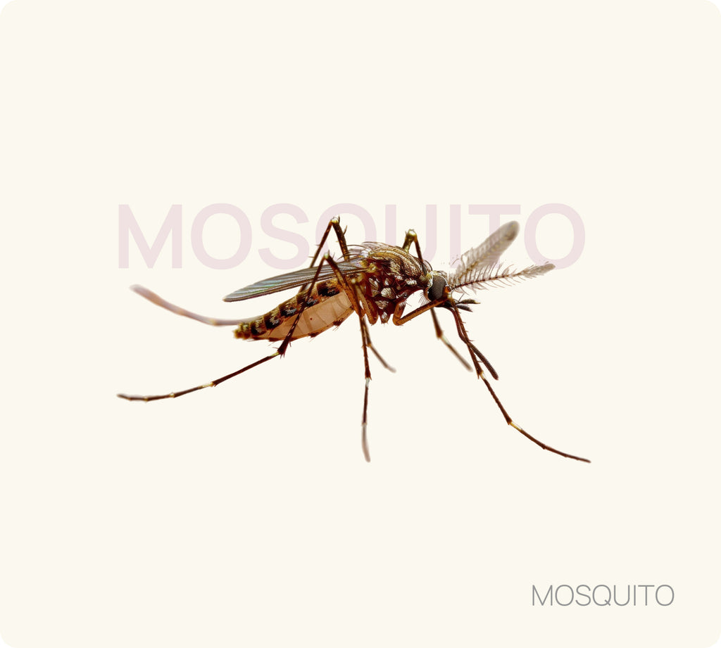 Mosquito Control