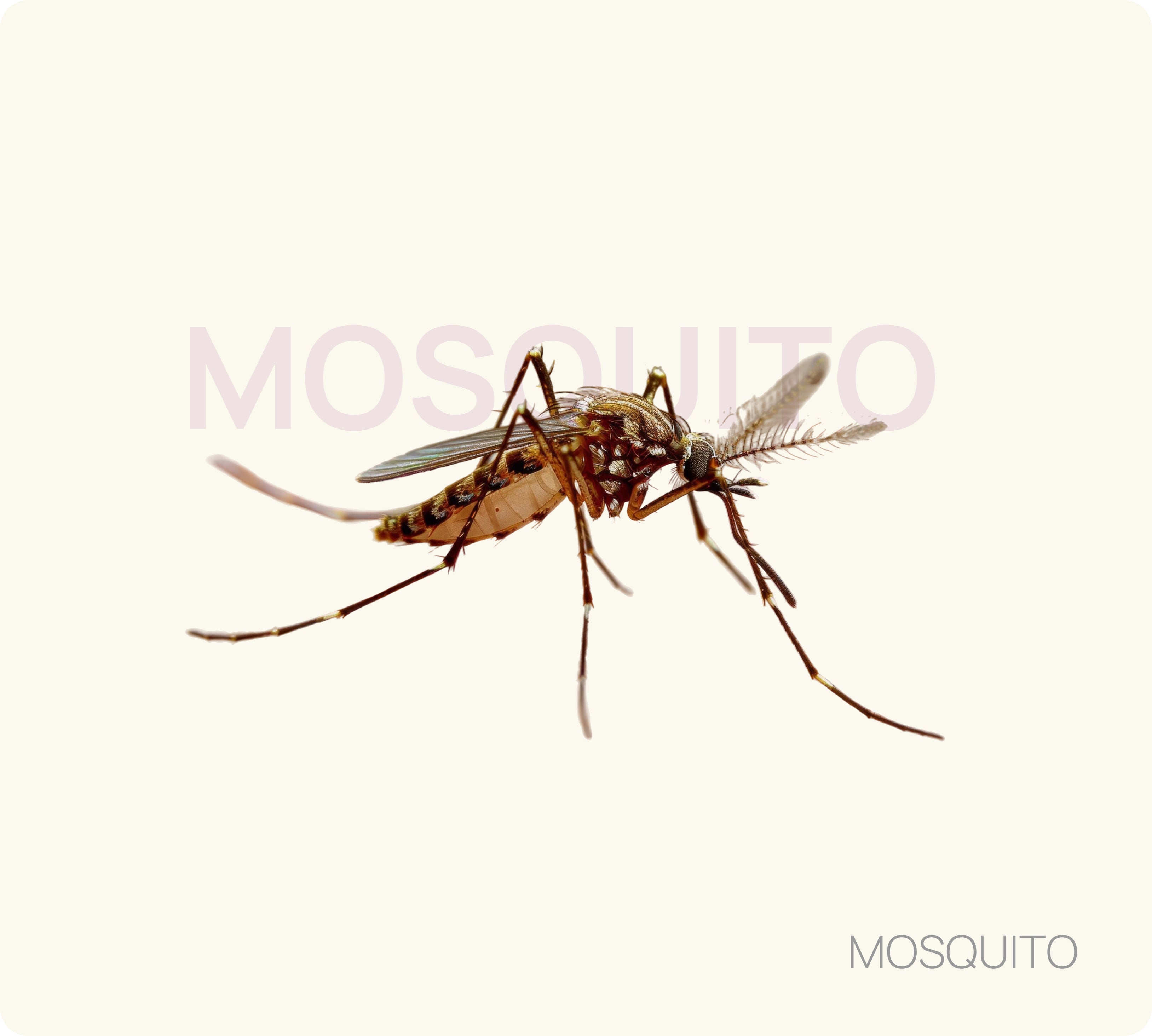 Mosquito Control