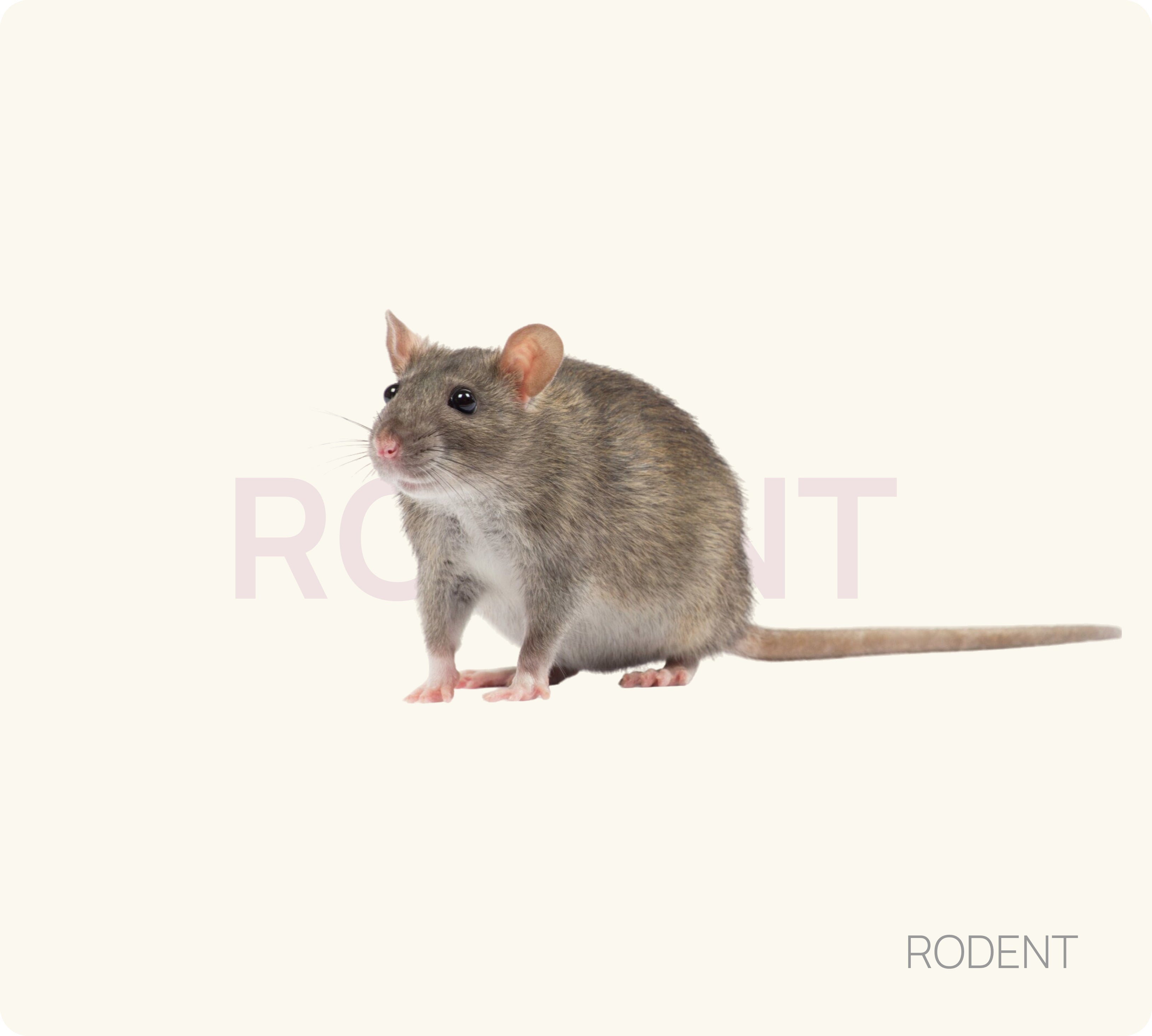 Rodent Control