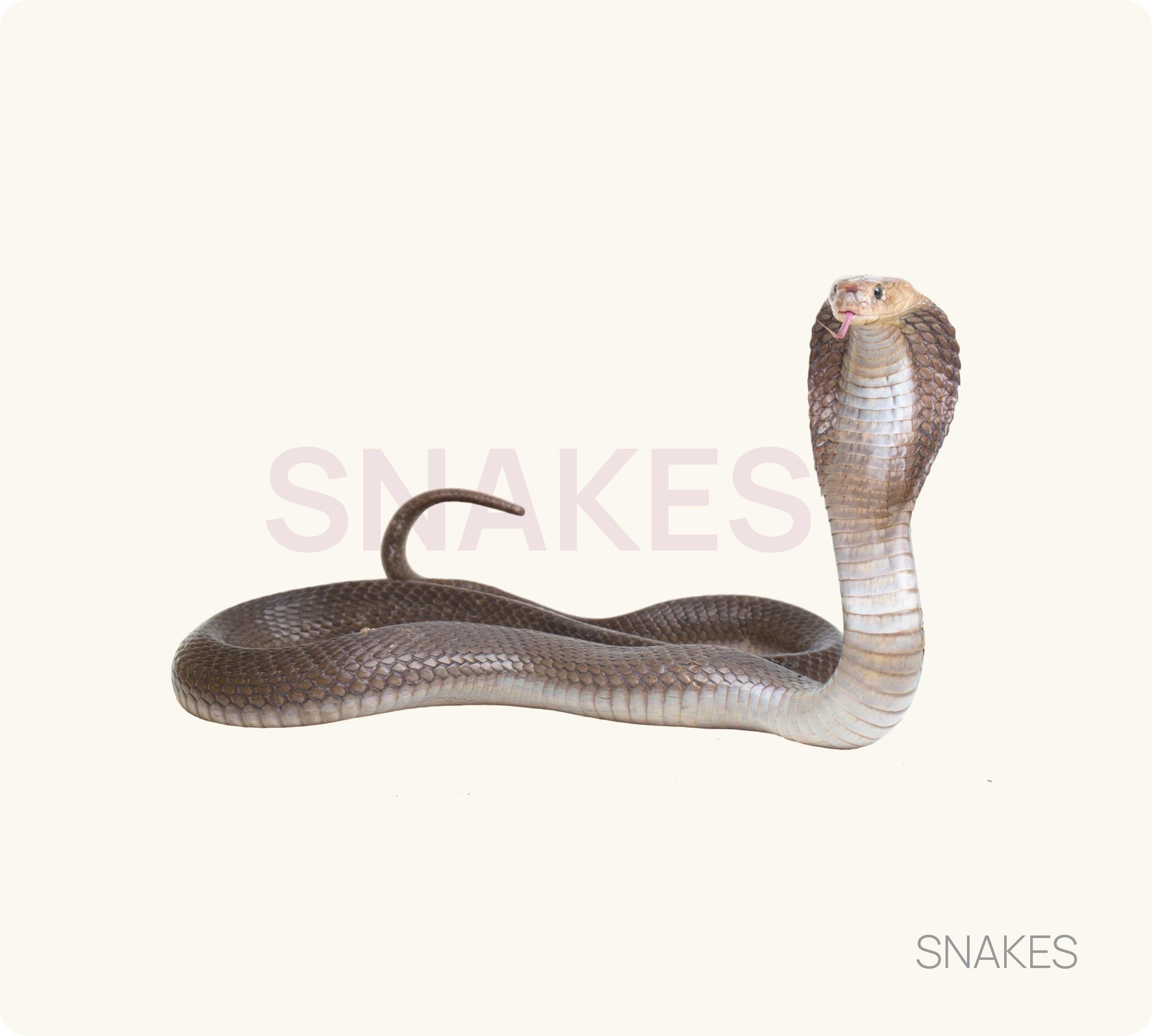 Snake Control