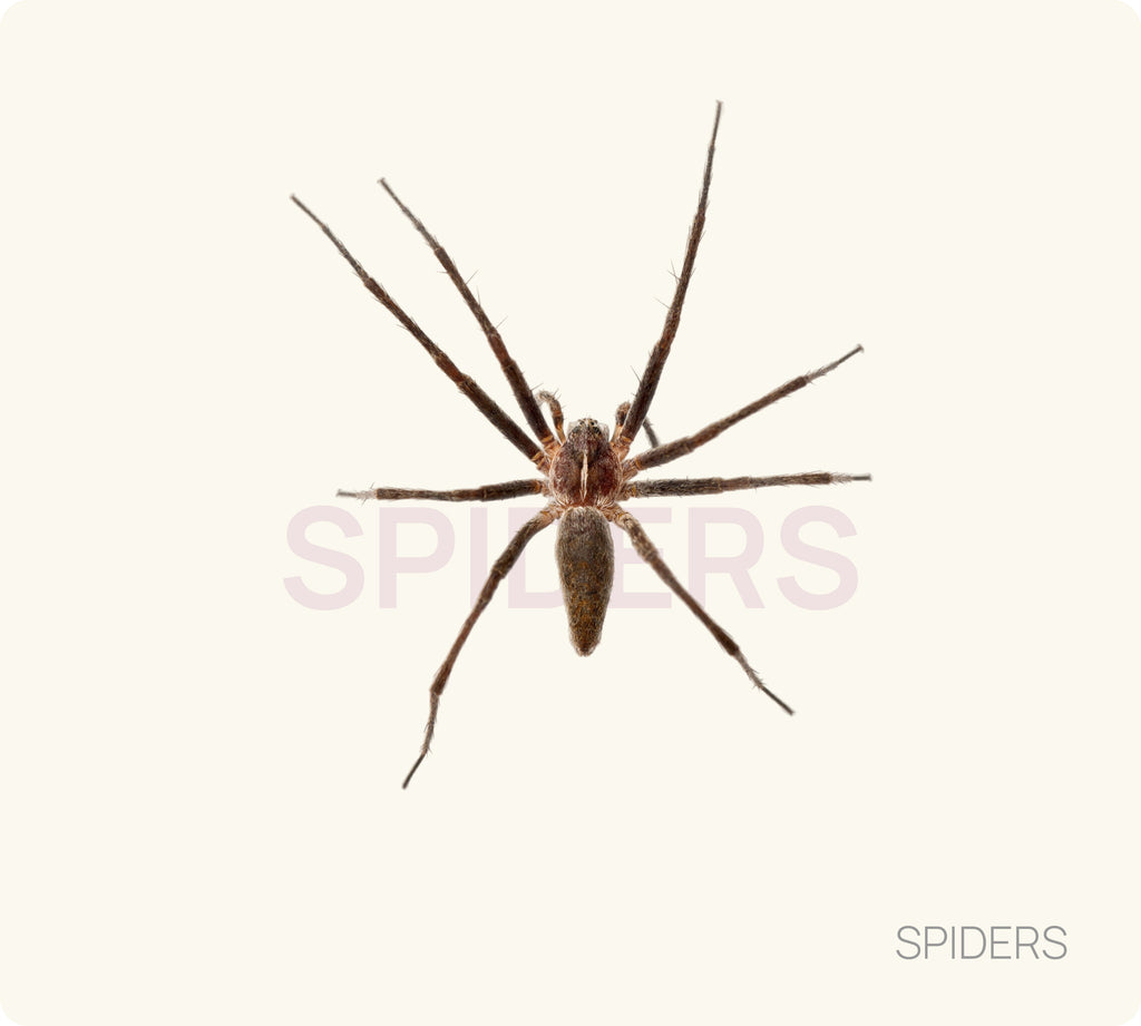 Spider Control