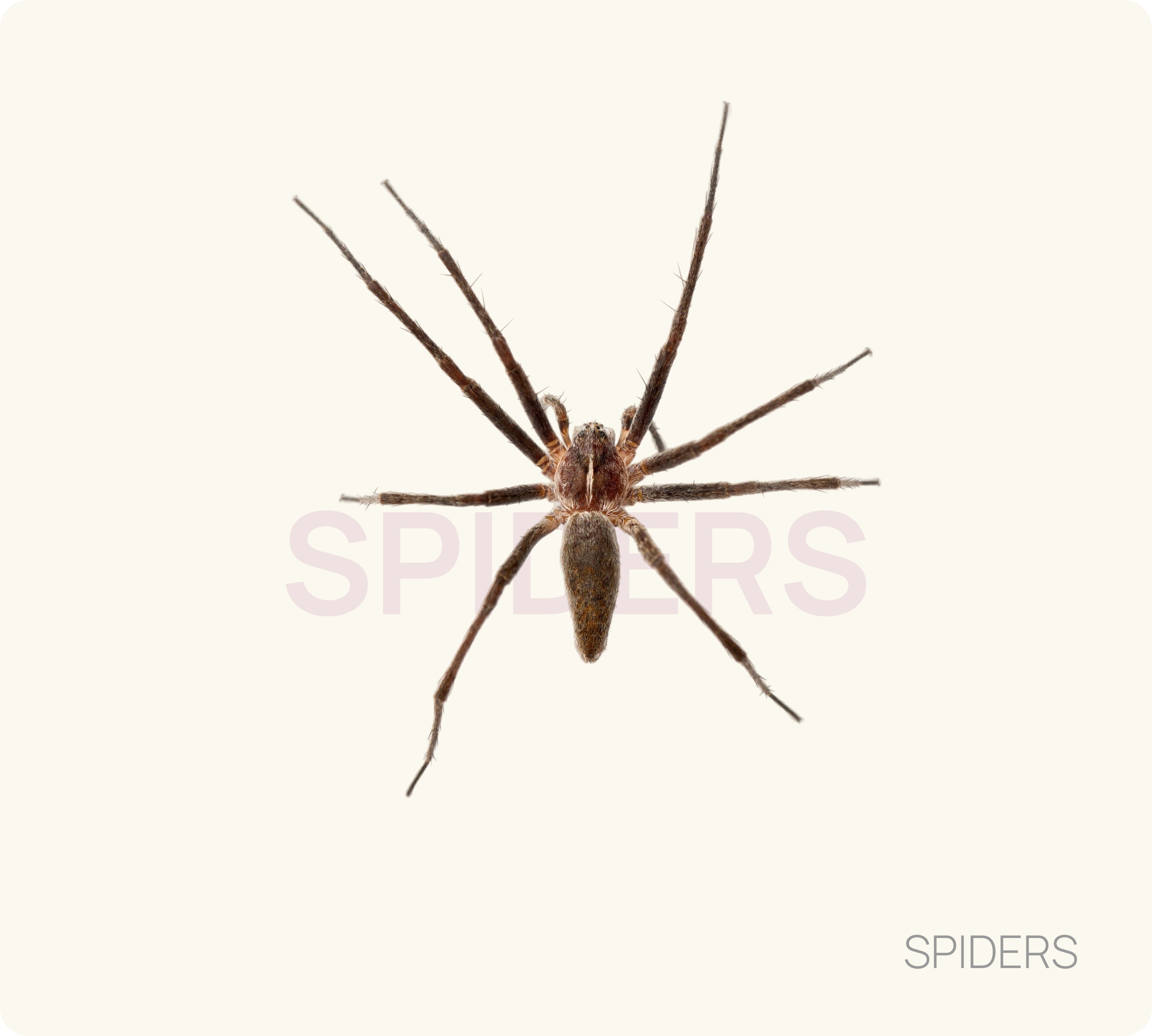 Spider Control