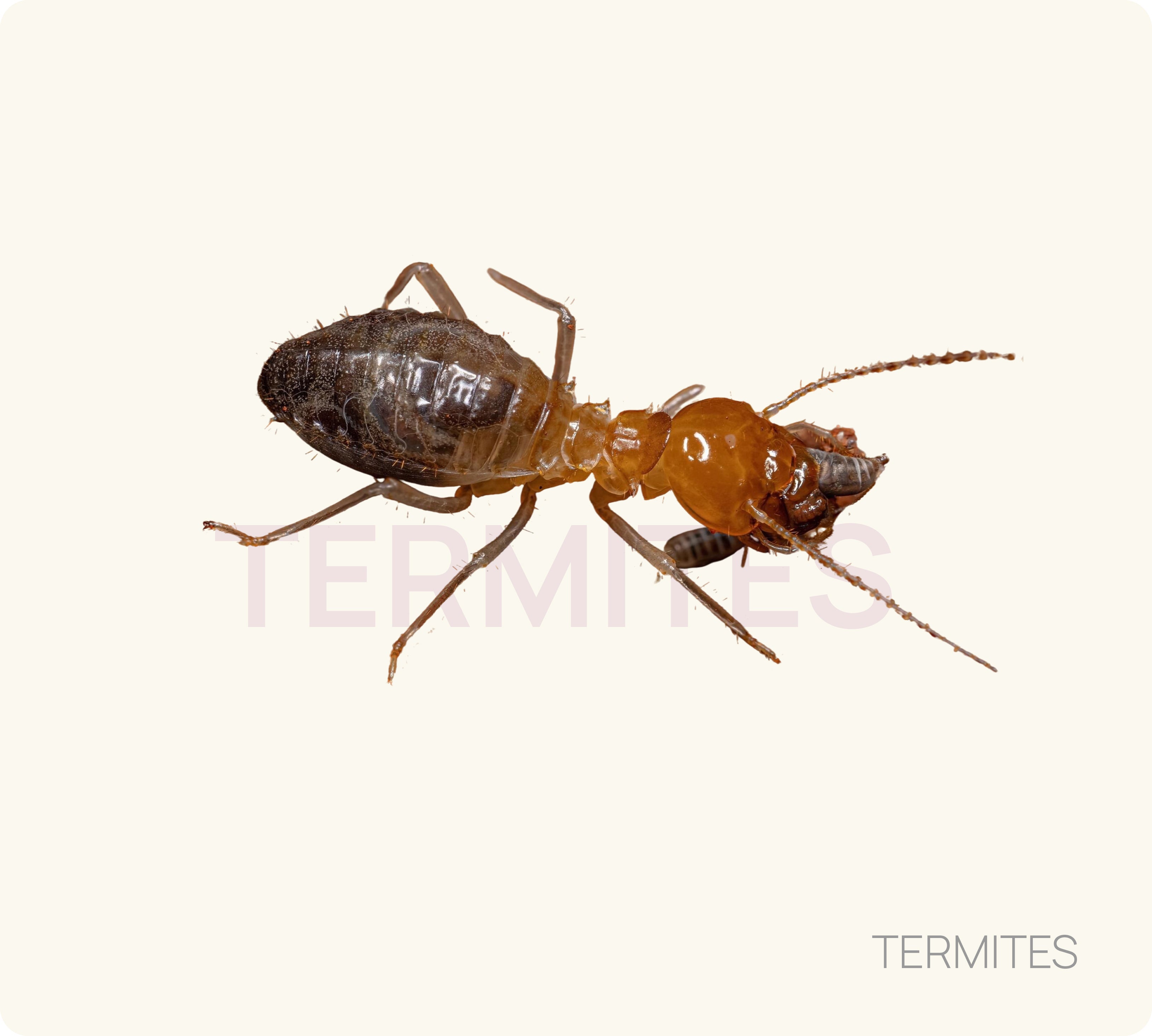 Termite Control