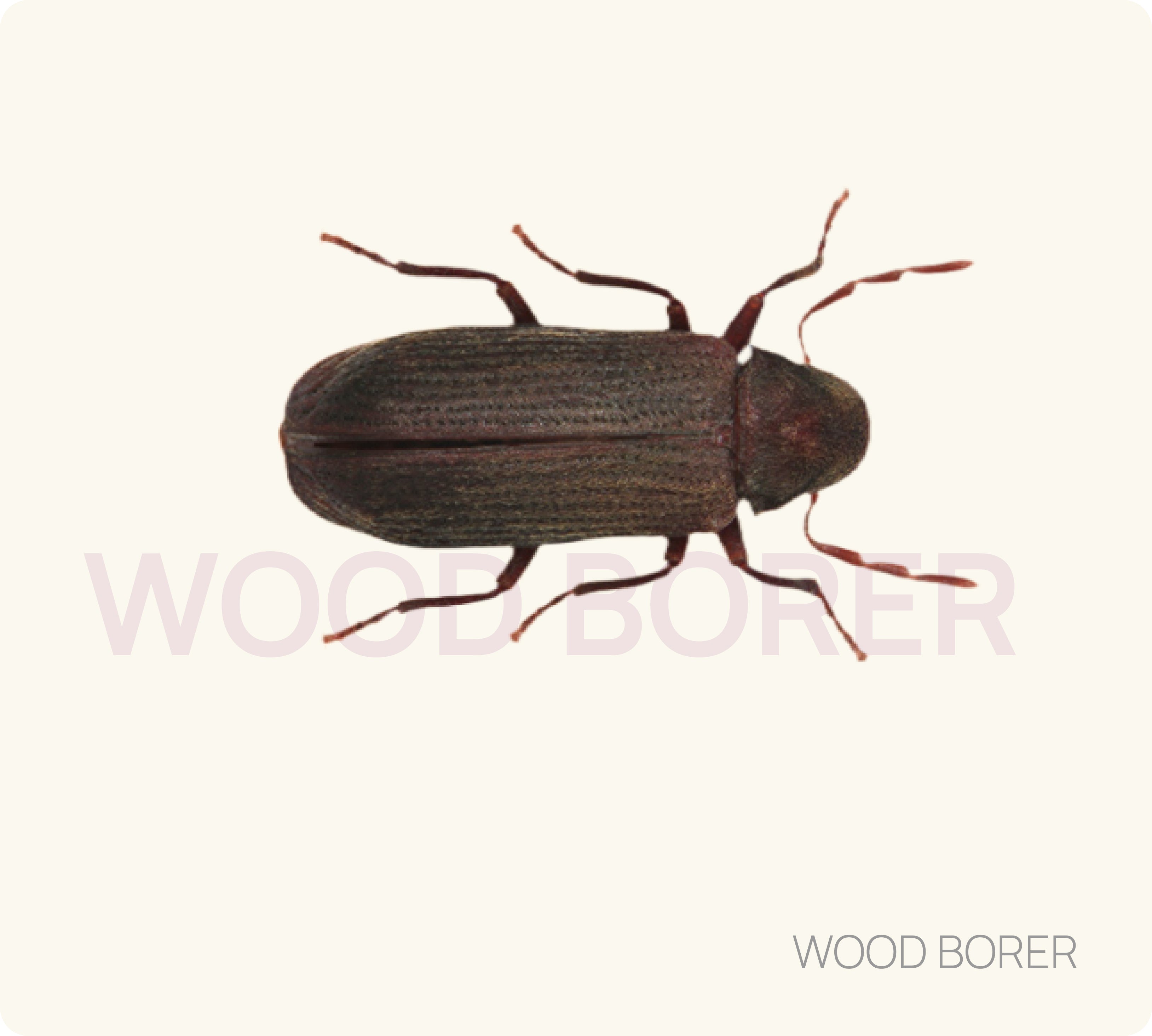 Wood Borer Control